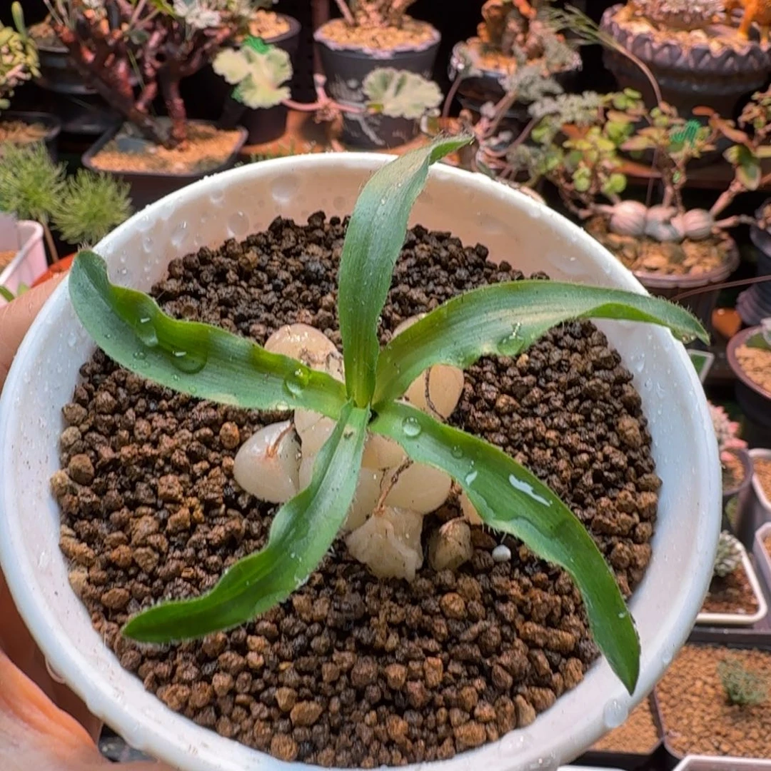 鹰爪百合578 仙人球