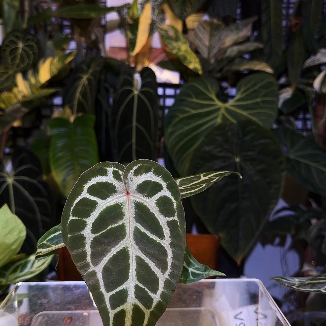 完全开放V98 银色面纱杂银色闪光