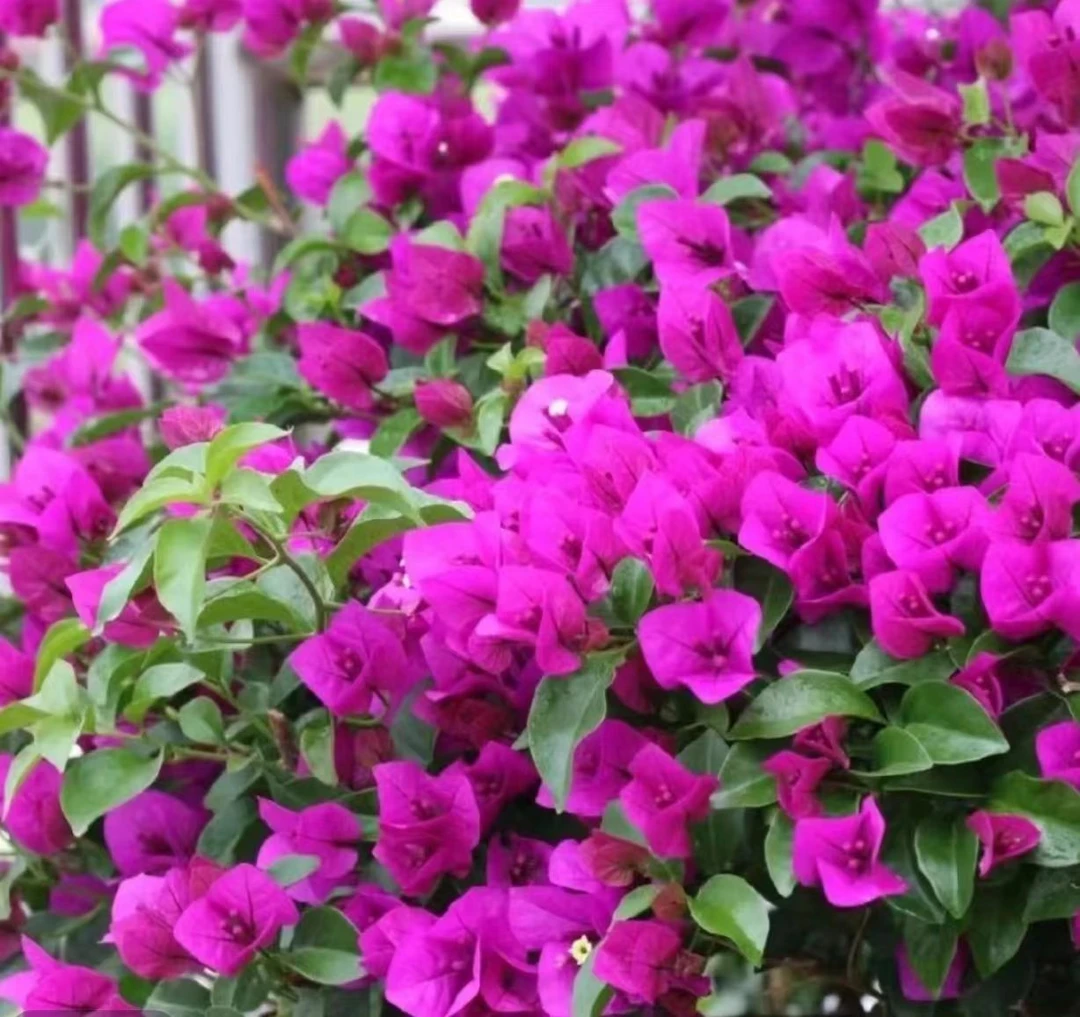 【安格斯】三角梅四季开花好养运输中落花落叶光杆属正常介意慎拍