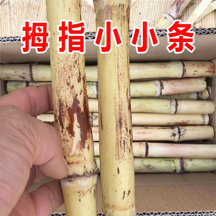 拇指小小条白玉蔗】适合孩子儿童吃木格白玉蔗玻璃脆甘蔗