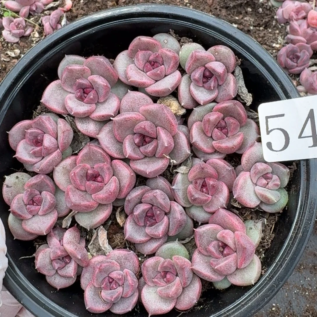 多肉植物多肉植物549