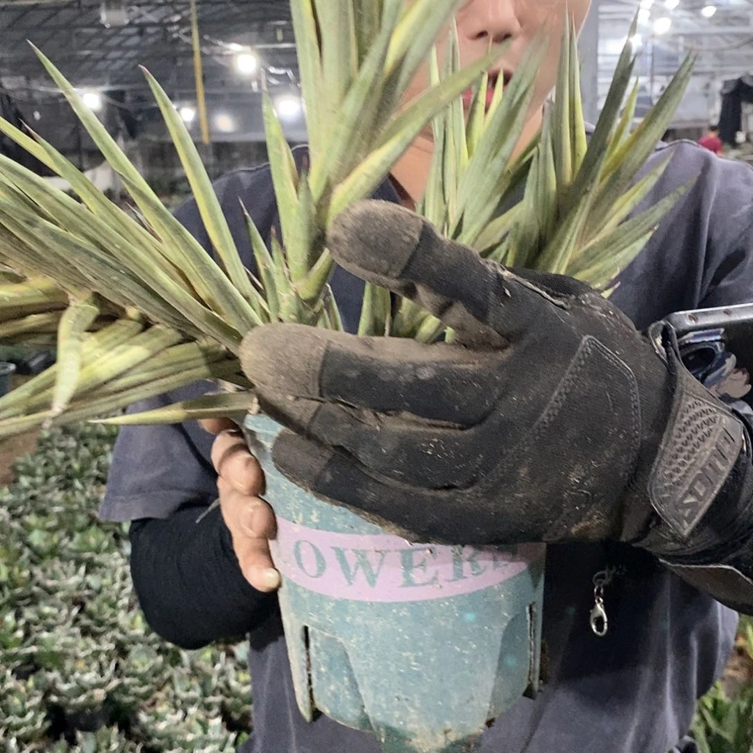 狐狸尾巴锦侧芽现剪