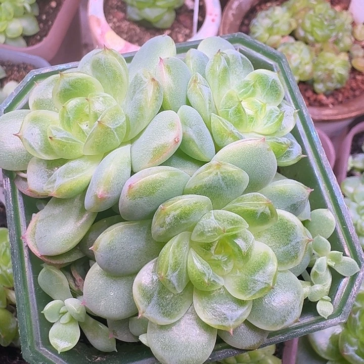 小猫专拍白小七珍妮群福利