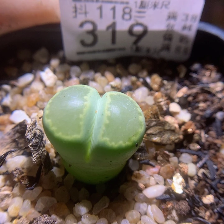 精品生花118.319高特