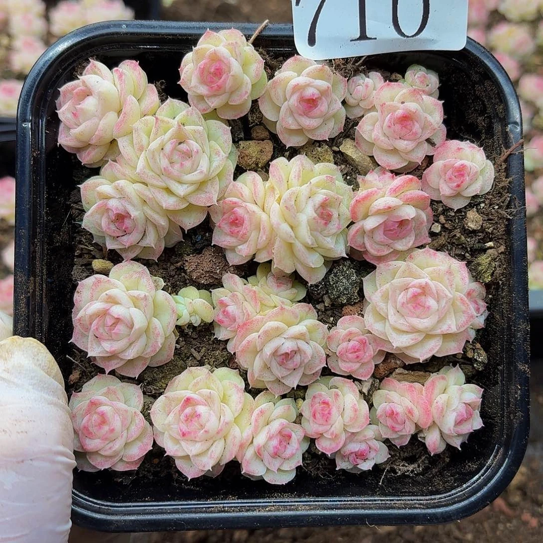 多肉植物多肉植物710