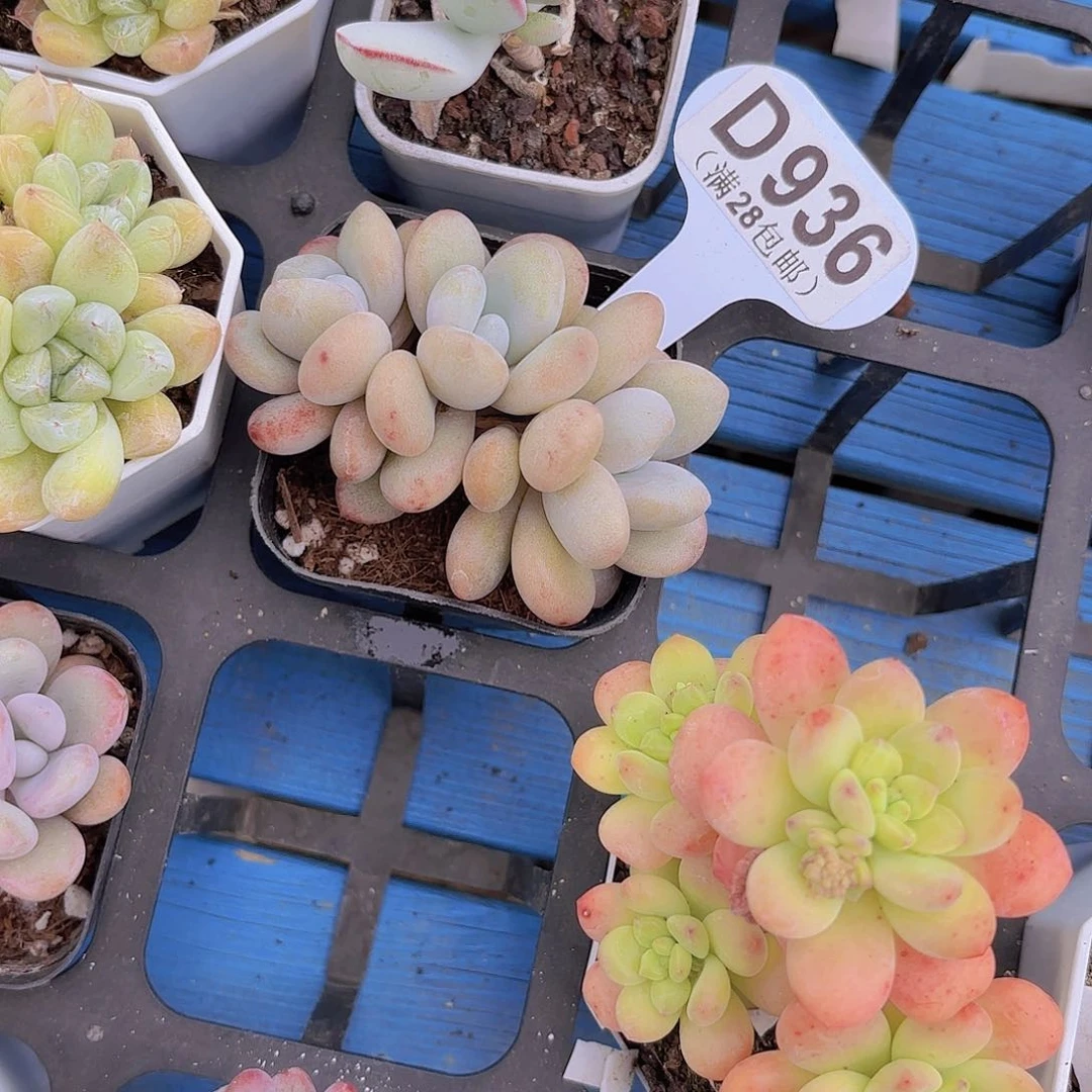 D936粉兔一物一拍