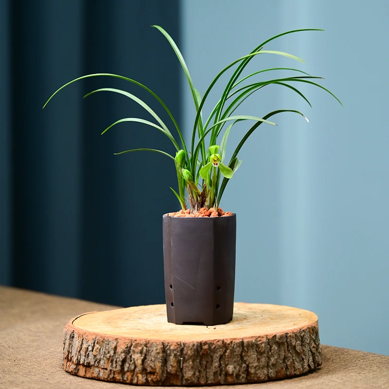 0304兰花宋梅带花苞浓香型兰花紫沙盆好养易活花卉绿植盆栽