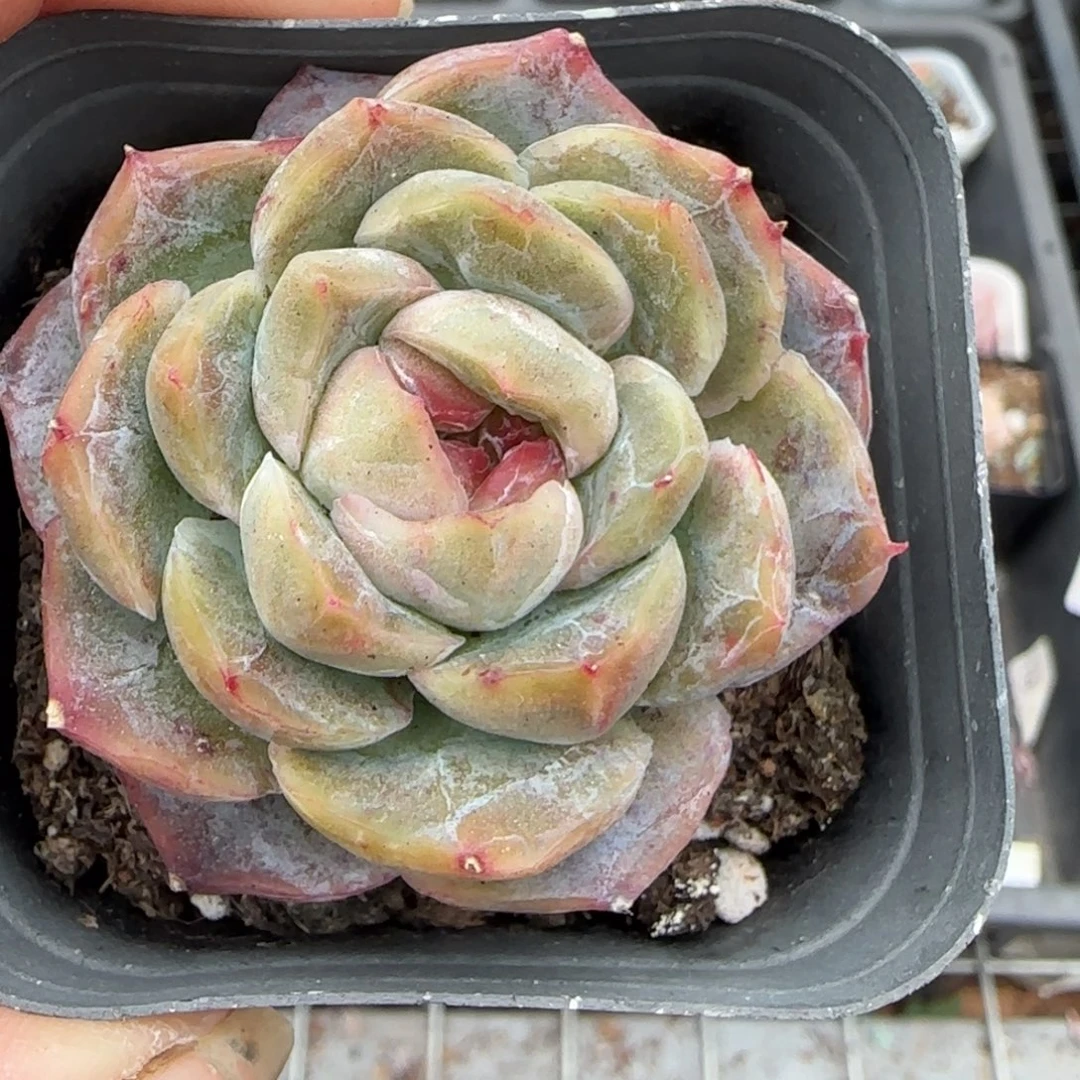 多肉小卡拉米糖心一物一拍