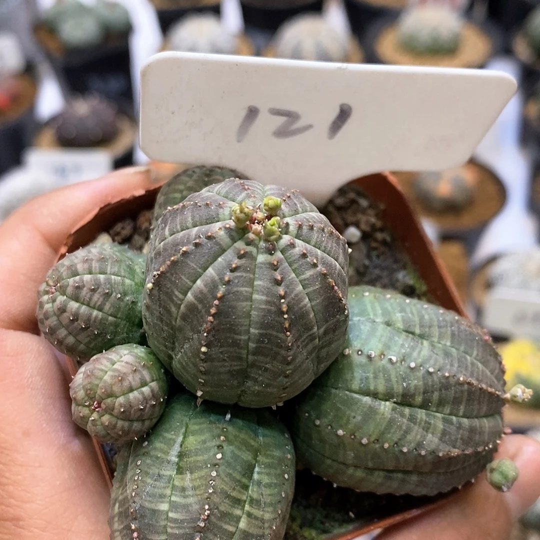 自根福利要哦特价来了来