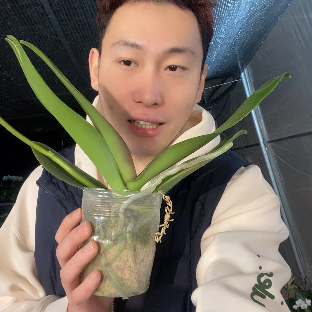 无花朵黑天鹅蝴蝶兰