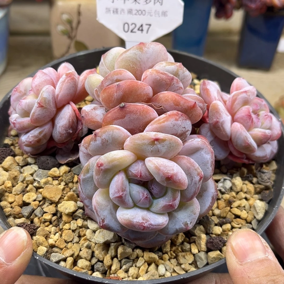 黄底紫心247/13cm4头
