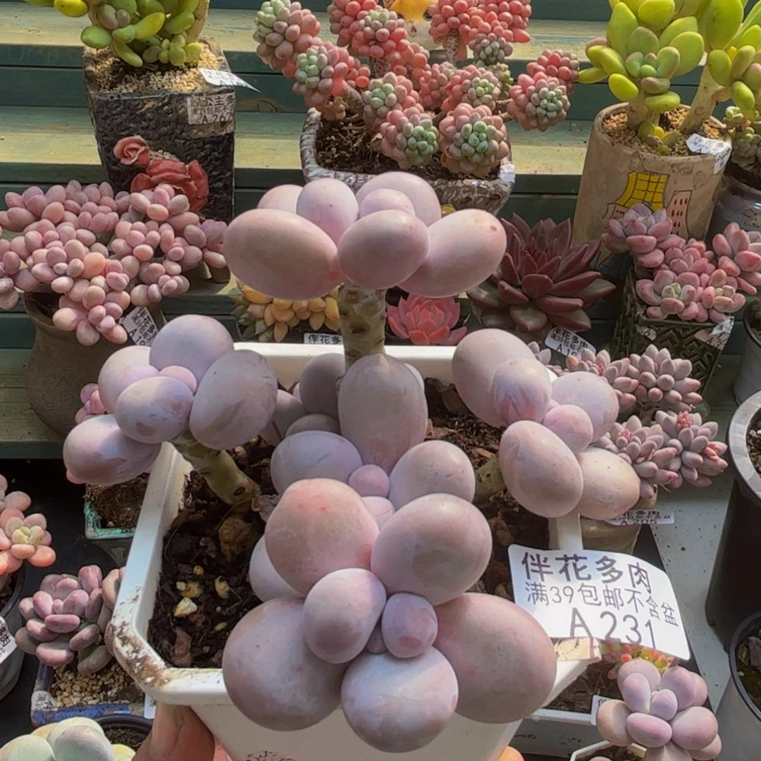 231水光针8cm多肉