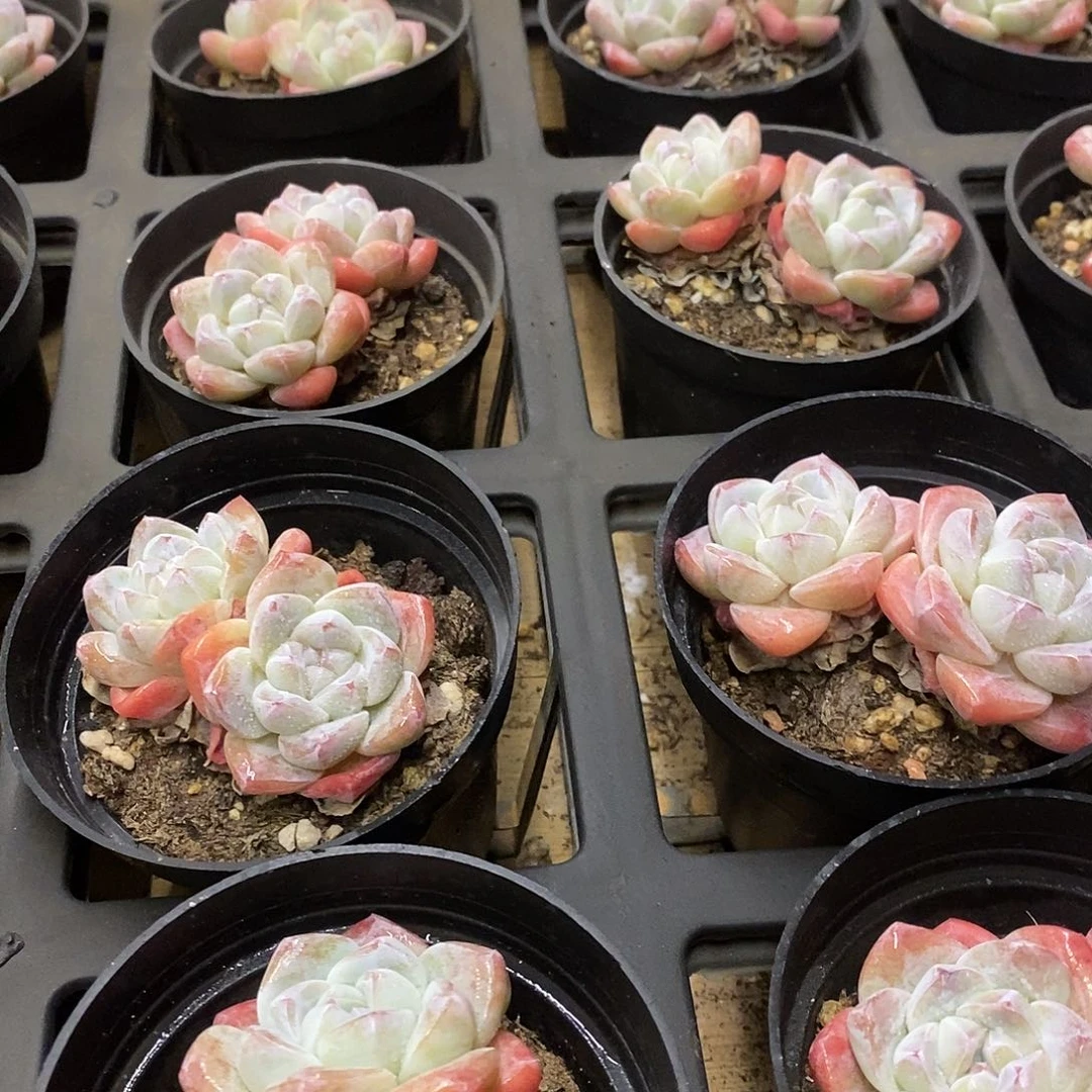 05冰玉双头 福利多多