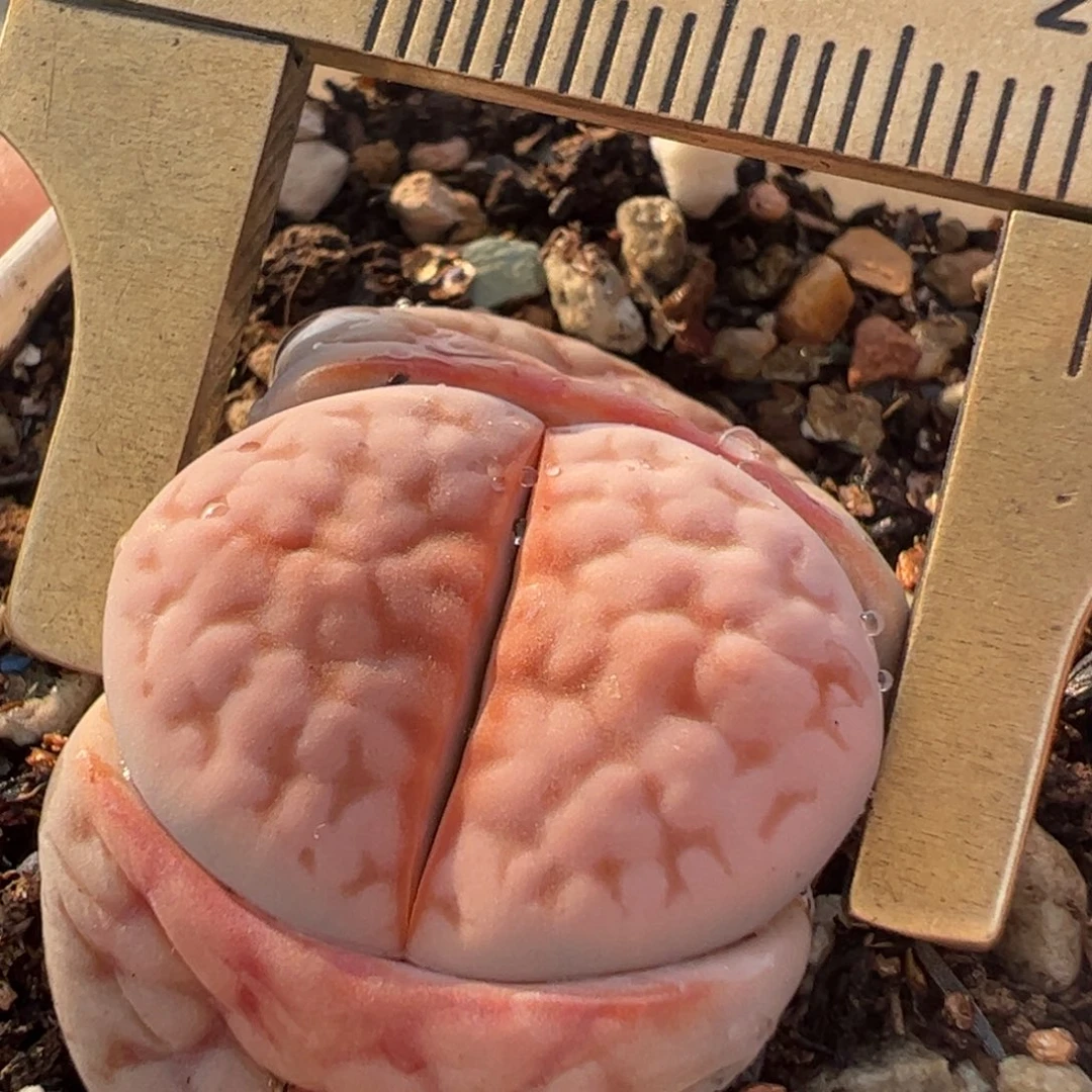 粉红豹母本多肉植物百科