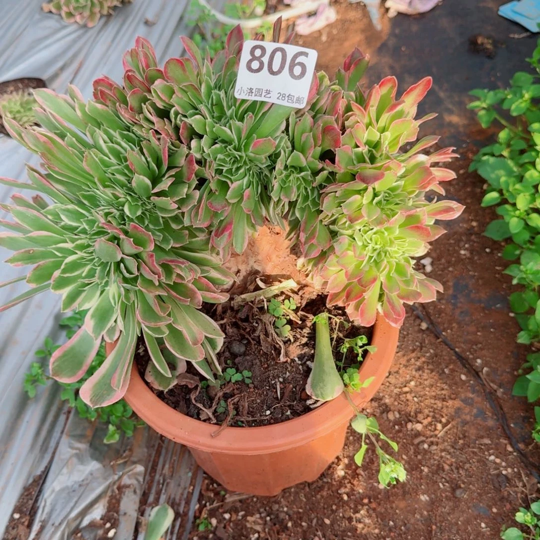 806白凤 缀化多肉植物满28包邮