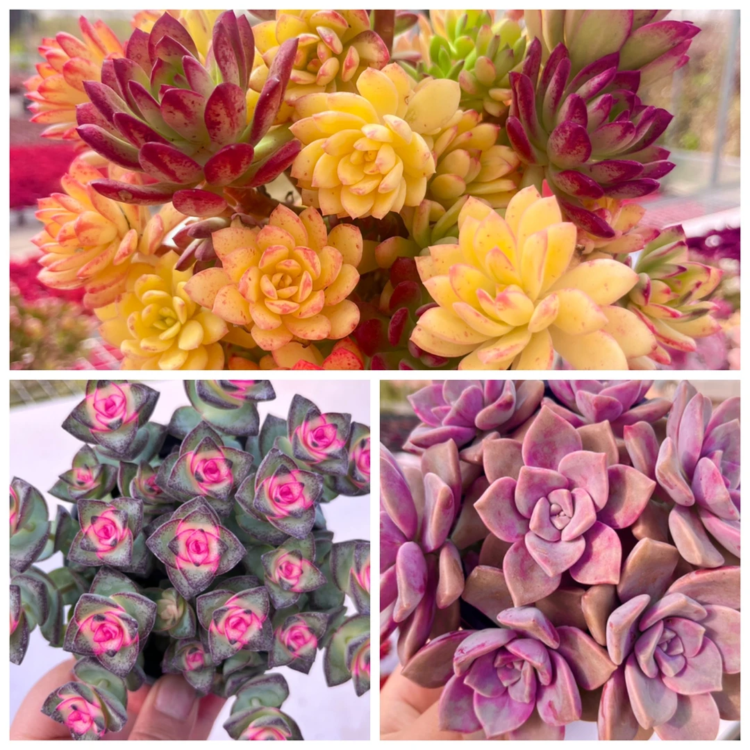 【七彩云南➕彩虹钱串➕紫乐】带盆带土 多肉植物 耐高温