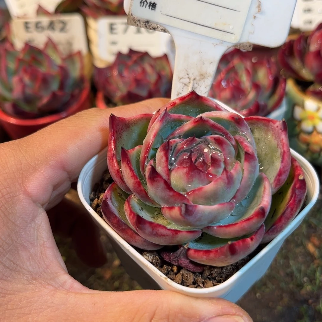 惊鸿一瞥784号多肉