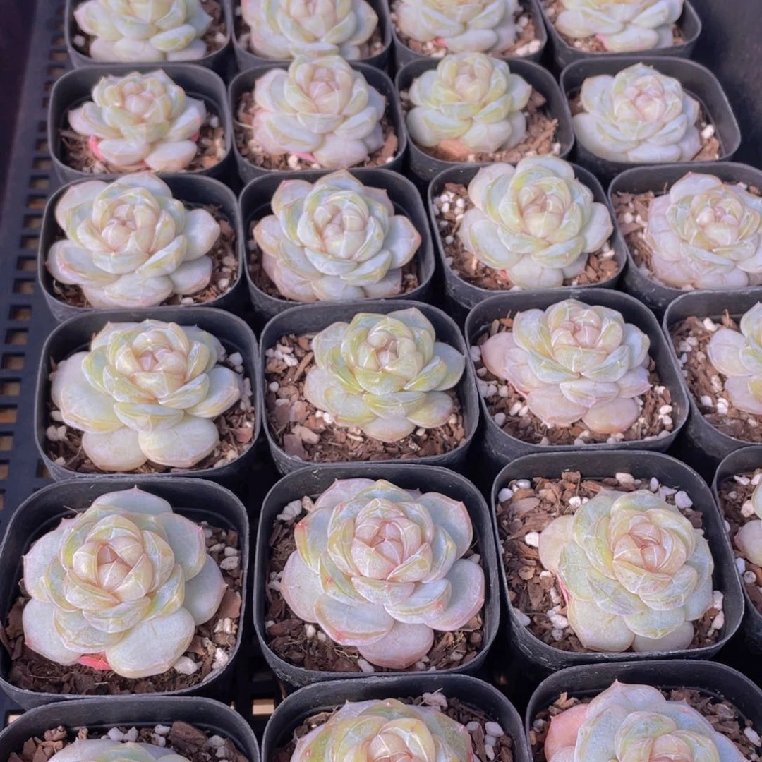 量拍20号 糖心白兰地单头一个