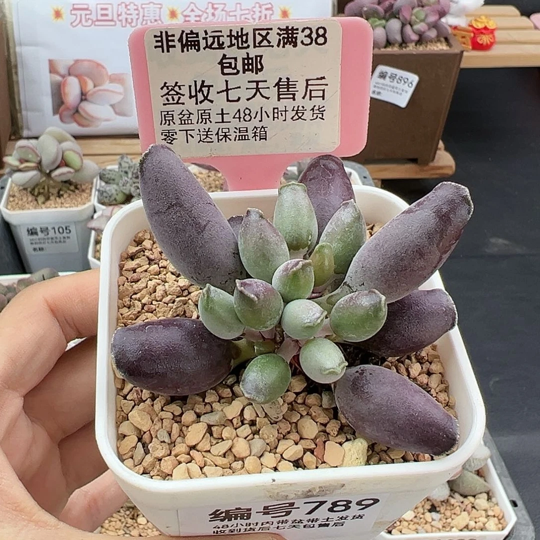 789艺妓海豹多肉