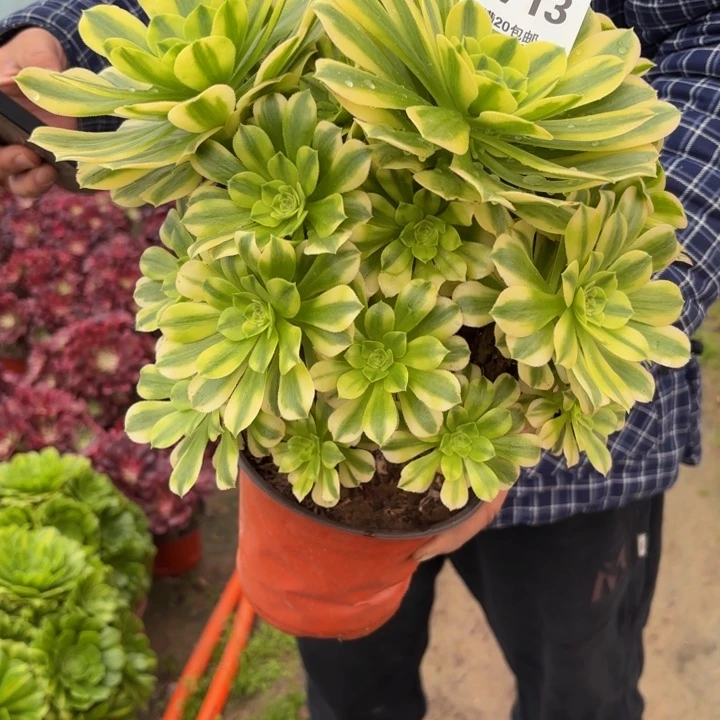 冉***冉瑞妈，。。。。。。713。金丝翡翠，