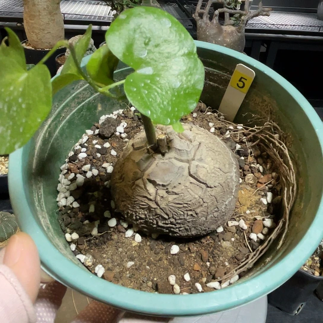 5号龟甲龙福利不退不换