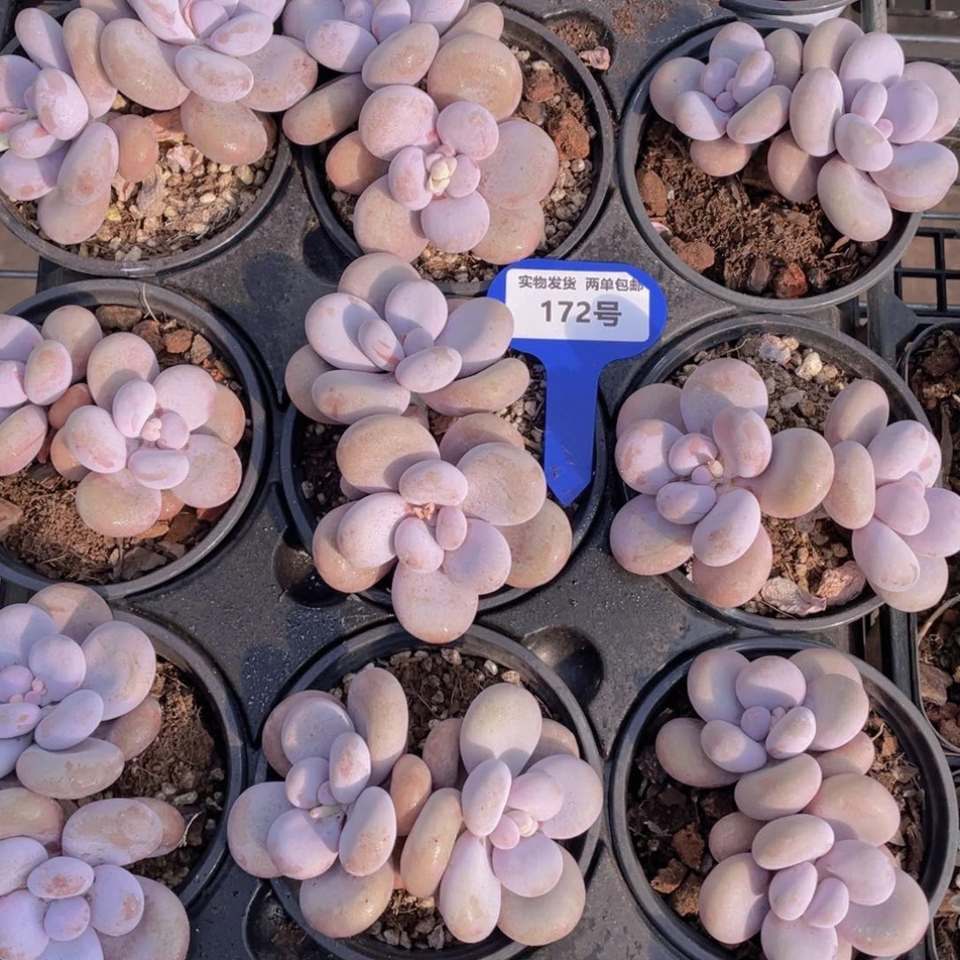 172号韩版原始奶双头一个