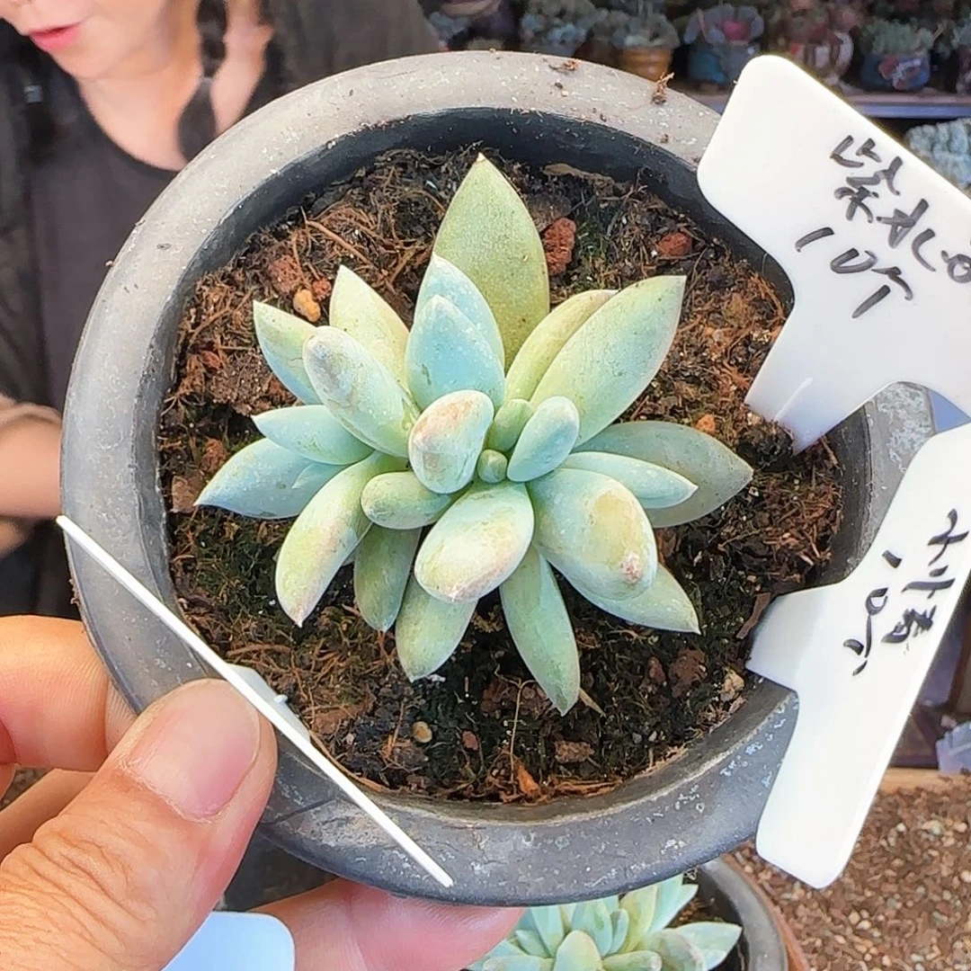 鑫*鑫亿，伊丽莎白10个580 肉