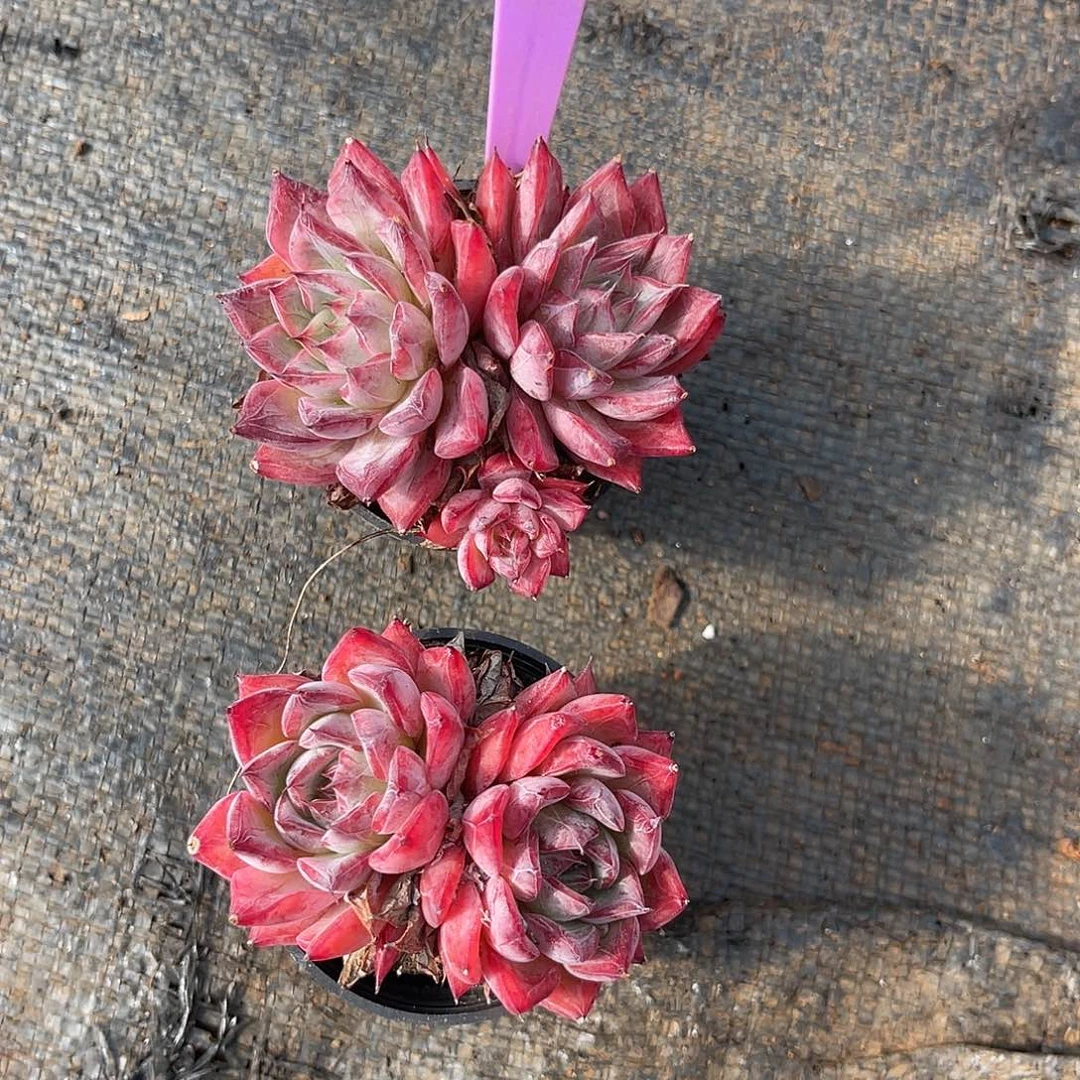 云尘多肉一物一拍 81,