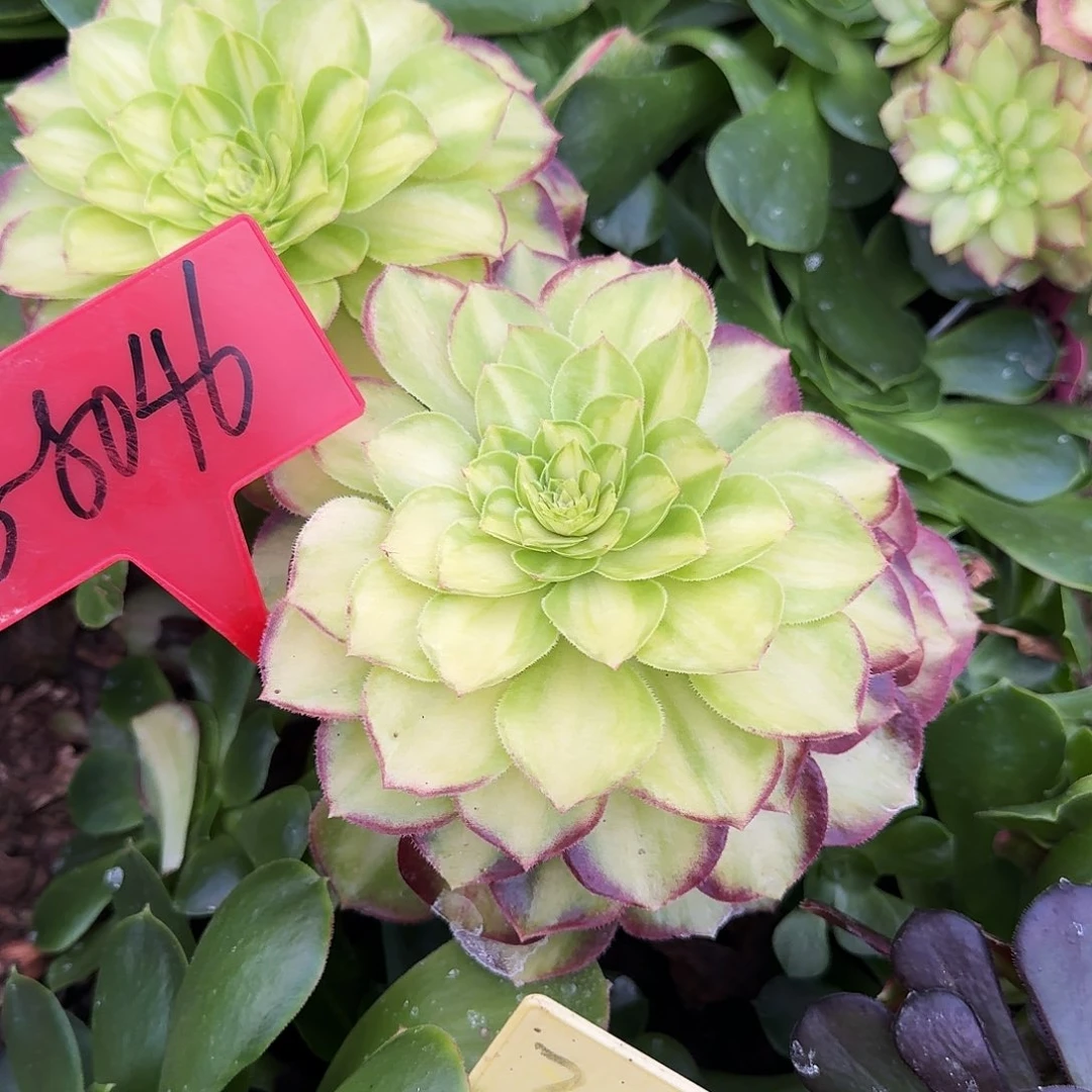 ****蕊3-8046赤焰嫁接的已告知