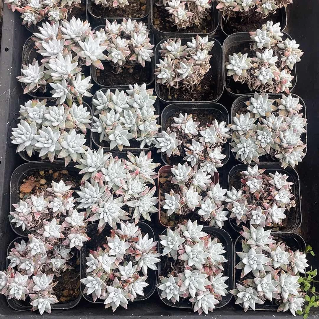 白菊6头起发货3颗一组