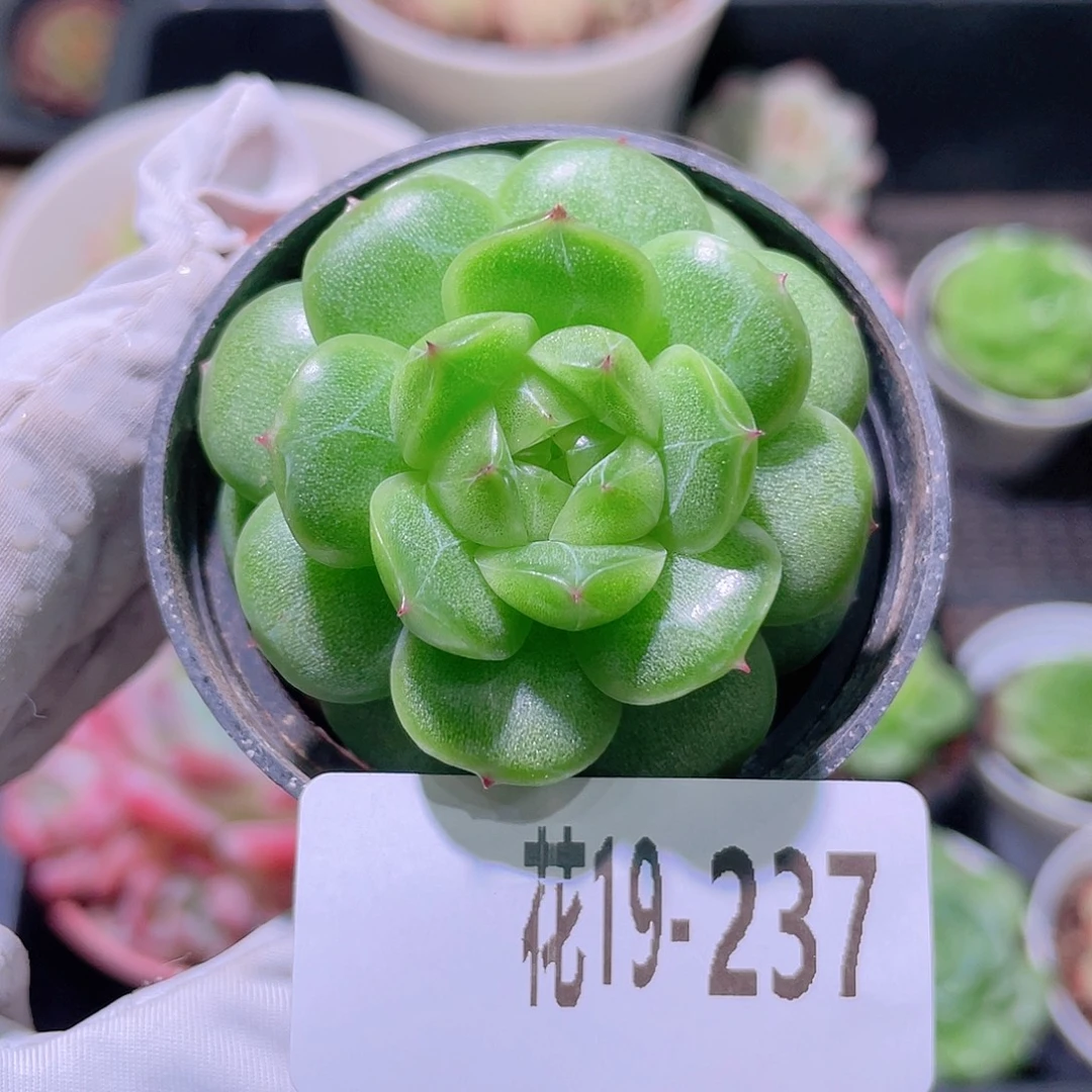 花利美19-237新品珍妮