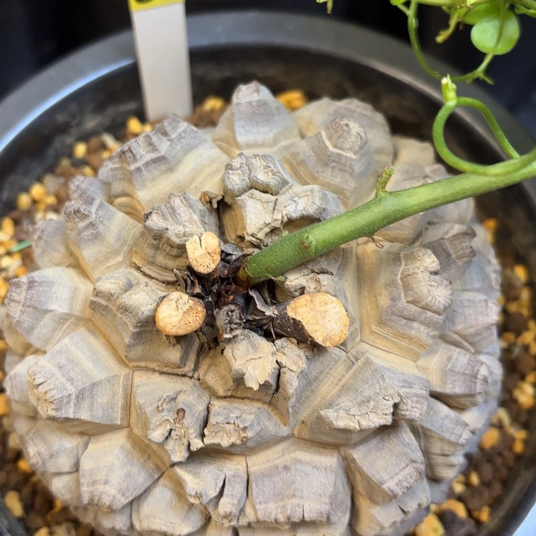 86号日系不退不换