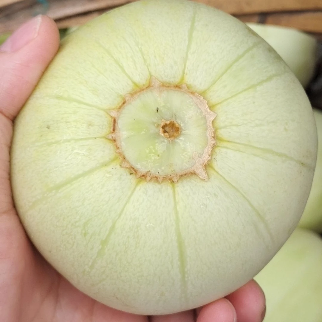 湘西本地农家种植香瓜（甜瓜）当季新鲜