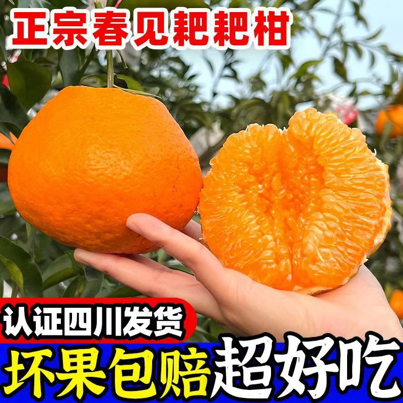 【四川春见耙耙柑】正宗四川正宗春见耙耙柑新鲜应季水果包邮