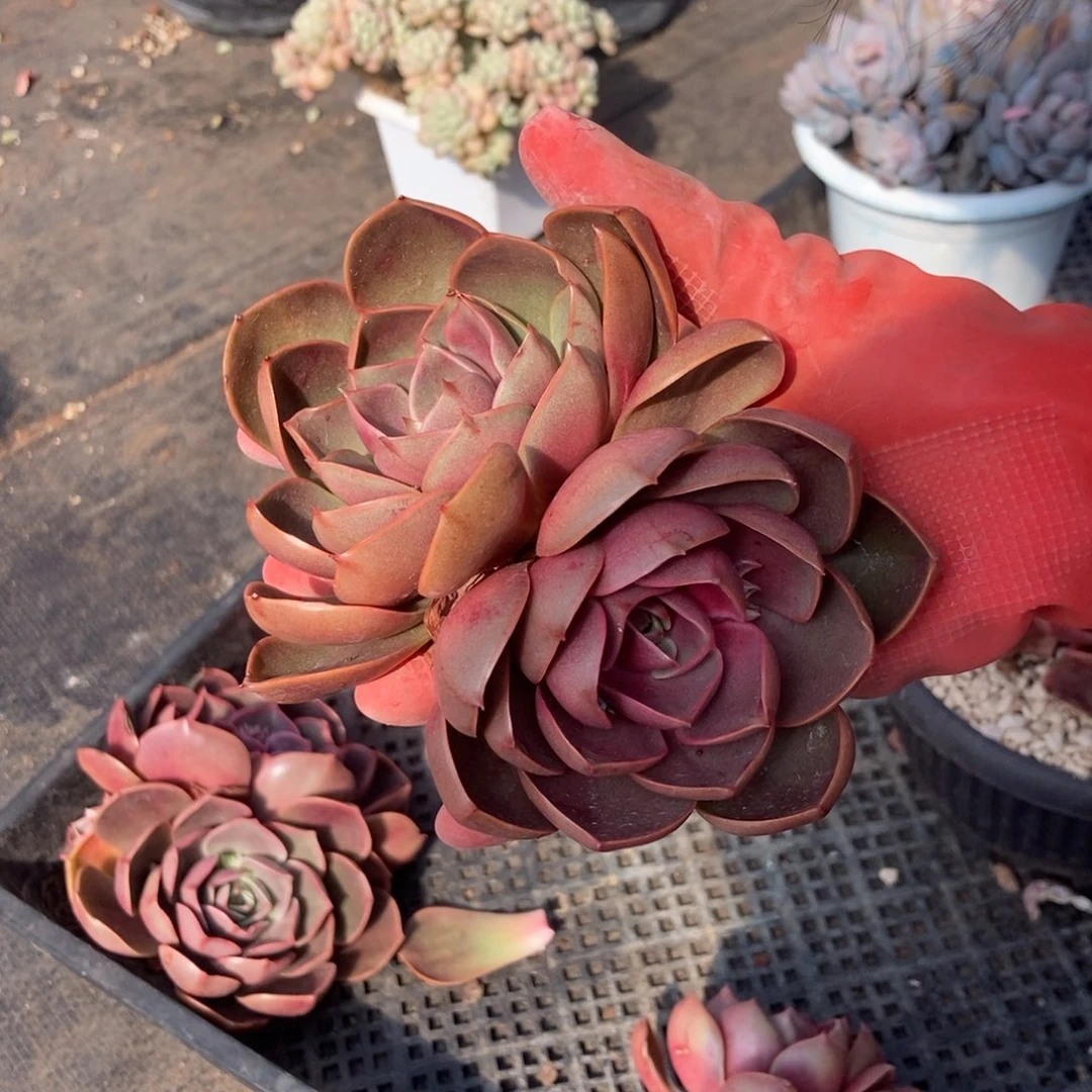 红灯随机发货一棵