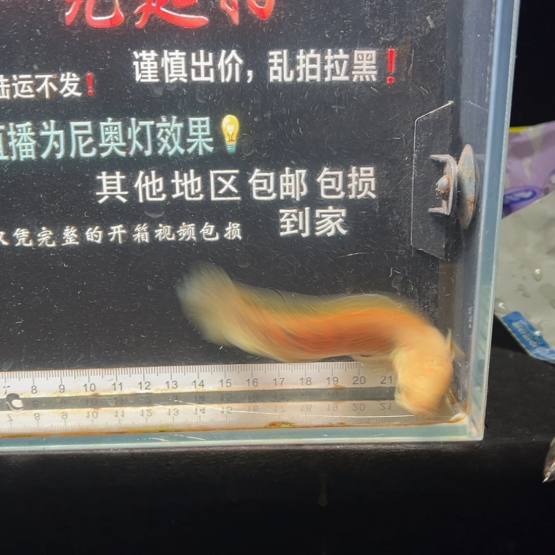 海水鱼七星雷龙七星雷龙