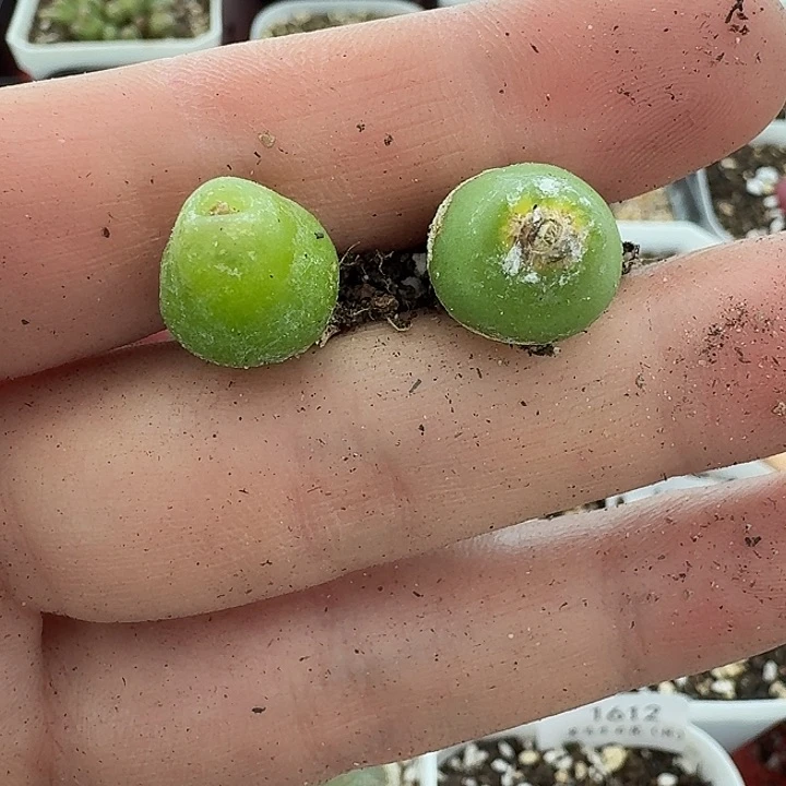 强**_老马生石花大葫芦1727