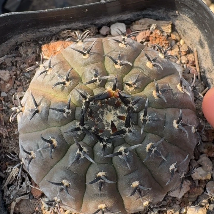 黑刺风头实生仙人球