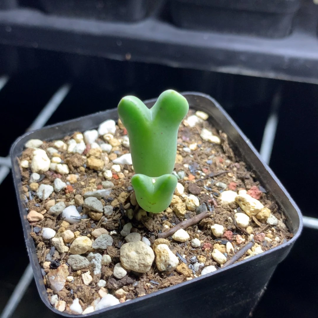 a270皮卡丘杂交猪蹄