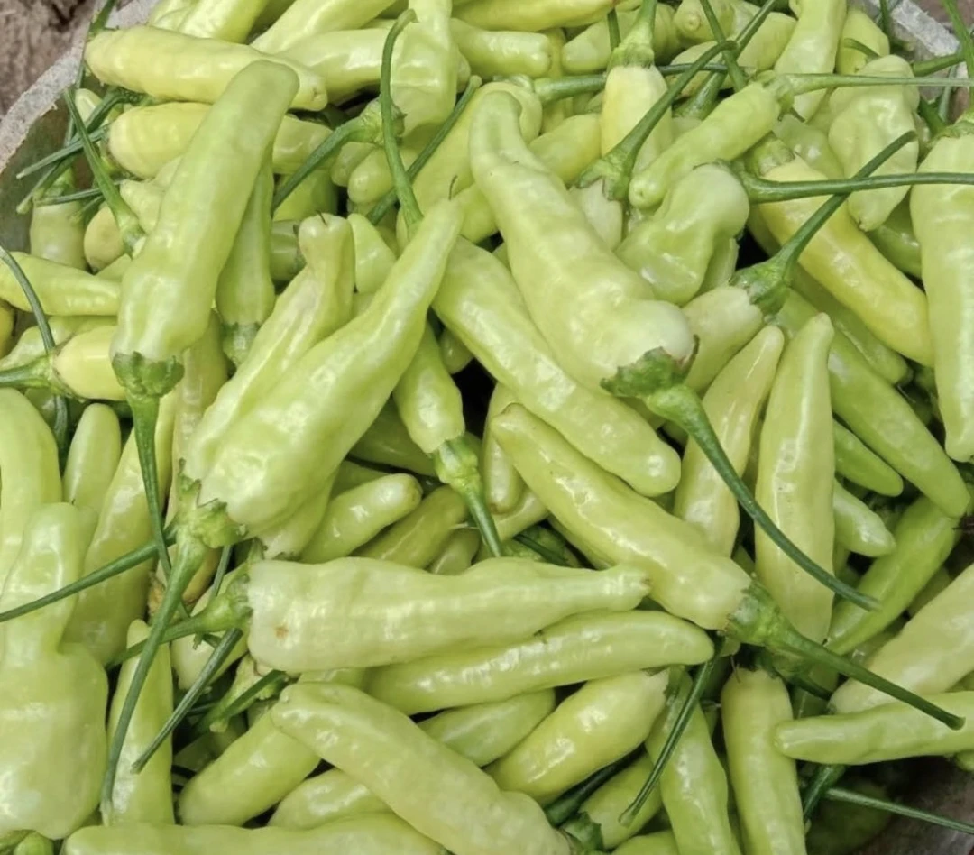 云南 普洱特产 新鲜本地小米辣