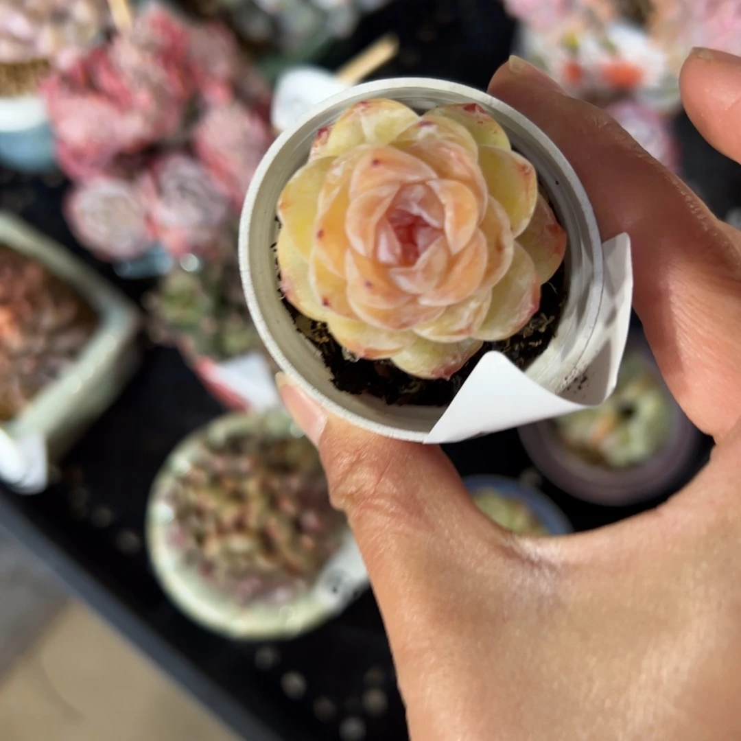 凉***干267 满38包邮一物一拍