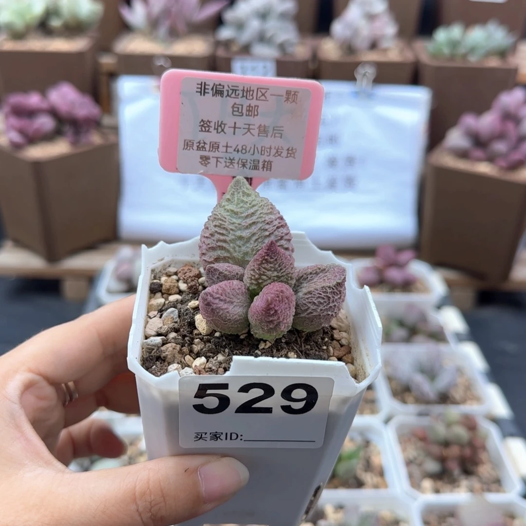 隔****?529巨猪宝补差多肉植物