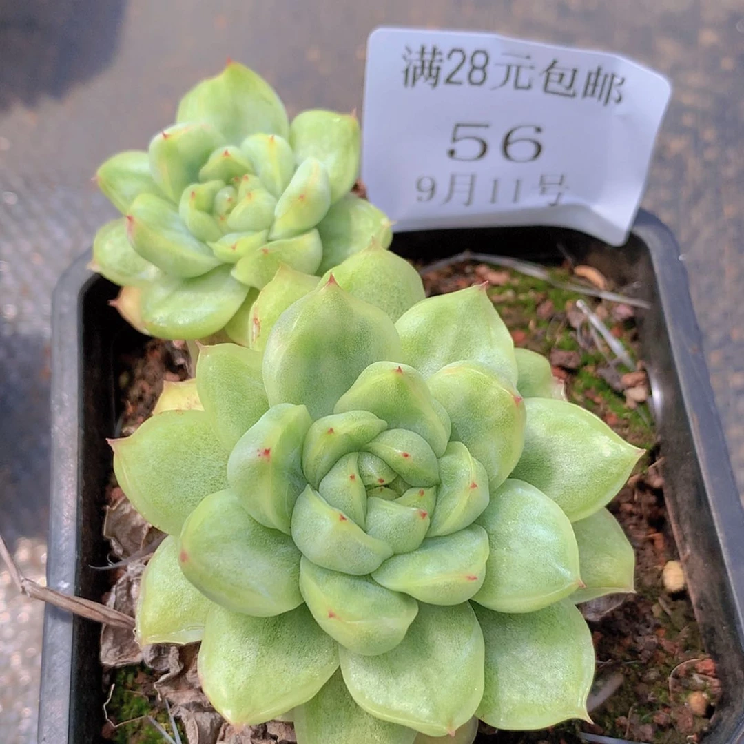 【闪购商品】云56号冰天使锦