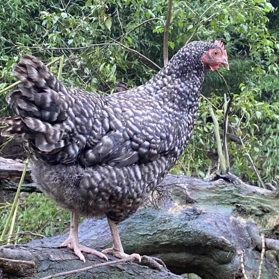 宠物鸡黑芦花鸡绿壳蛋半斤重包邮包活到家