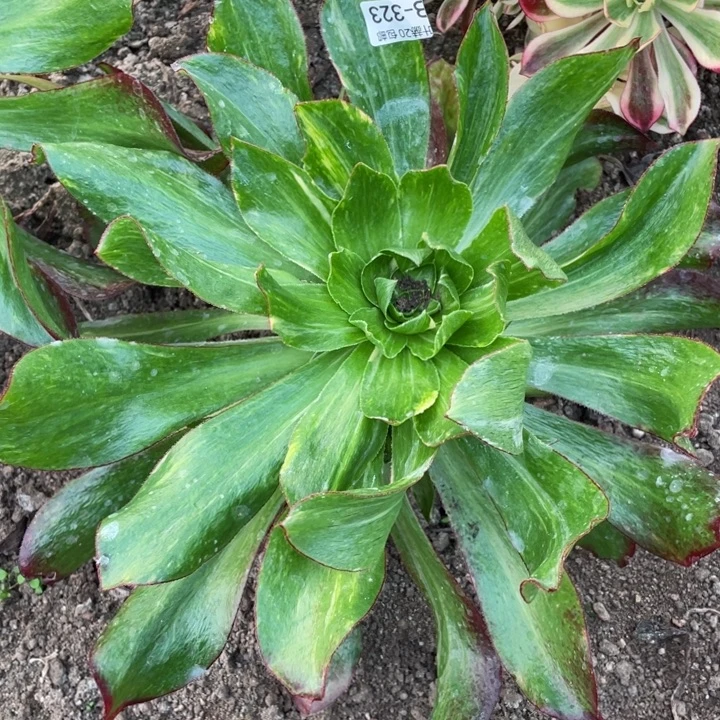 323魅影七彩多肉1，11345678多肉