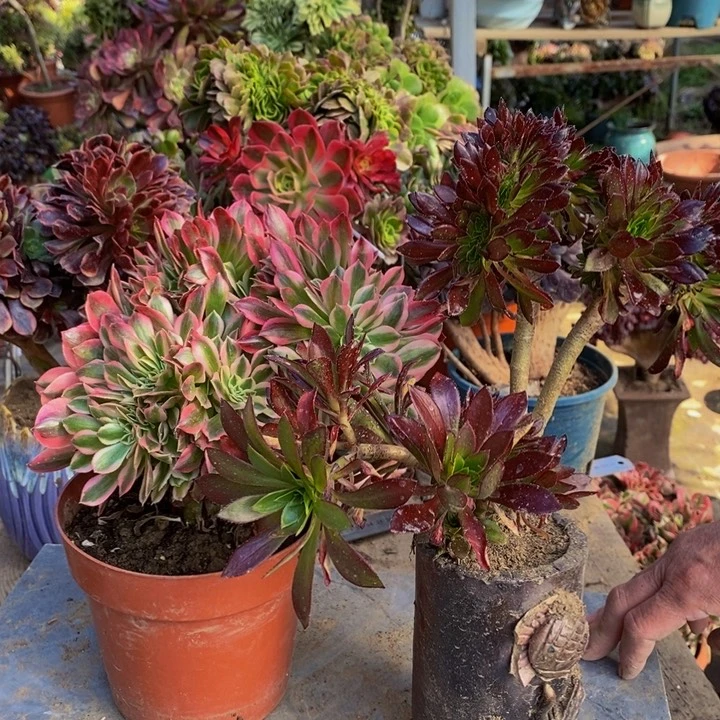 粉女巫➕黑法师缀化多肉1颗