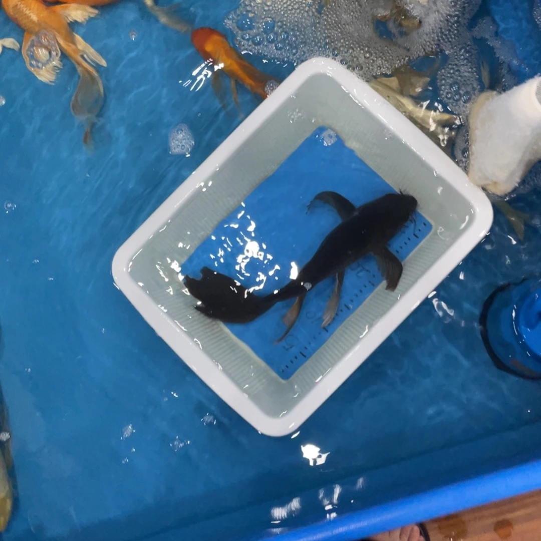 锦鲤月*锦鲤包邮的时候