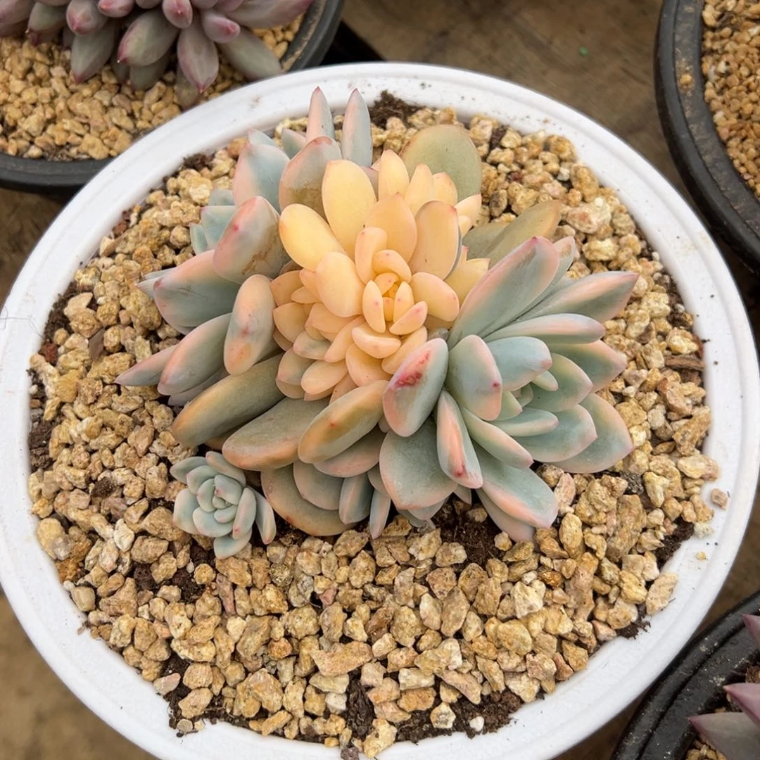 橙梦露锦 夏鸣园艺