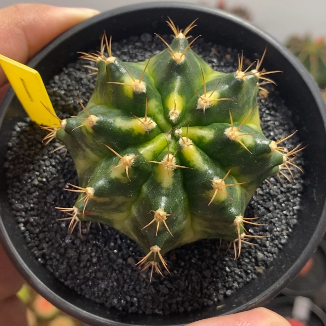 泰系全品米哈—带盆土发货39