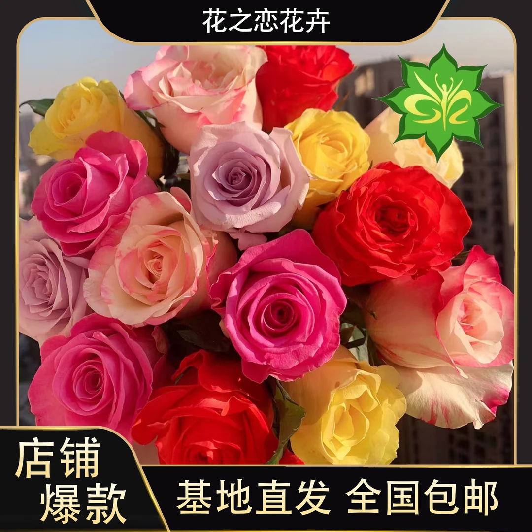 拼色玫瑰  居家办公优选 （东北基地发货）
